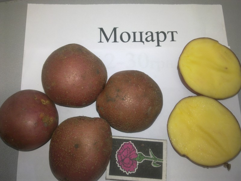 Моцарт сорт картофеля описание Моцарт сорт картофеля описание