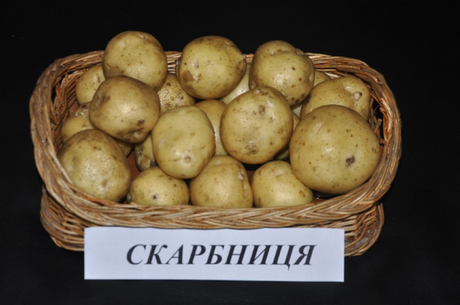 Лучшие сорта картофеля : фото и описание, классификация сортов картофеля Картофель 'Никита ' описание сорта, характеристики на
